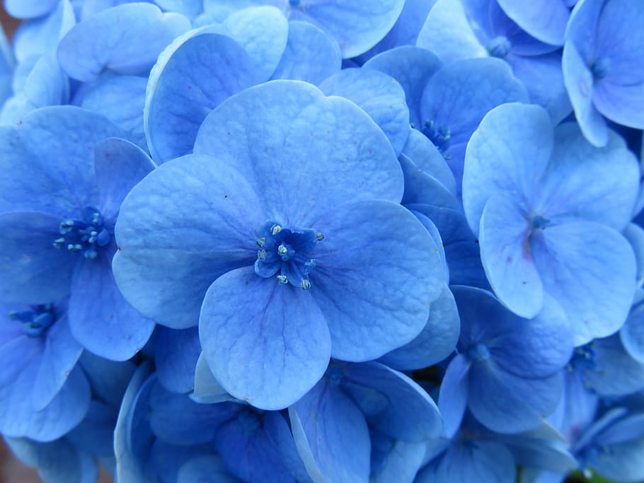 close shot of blue flowers, hydrangea, stamens, blossom, petal HD wallpaper