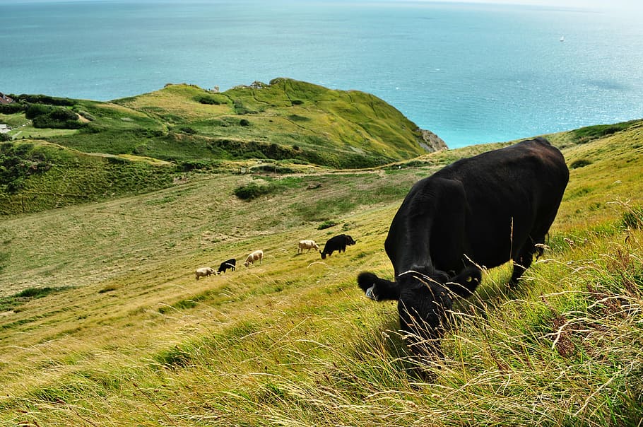 cattle eating grass during daytime, cattle on green field near calm body of water HD wallpaper