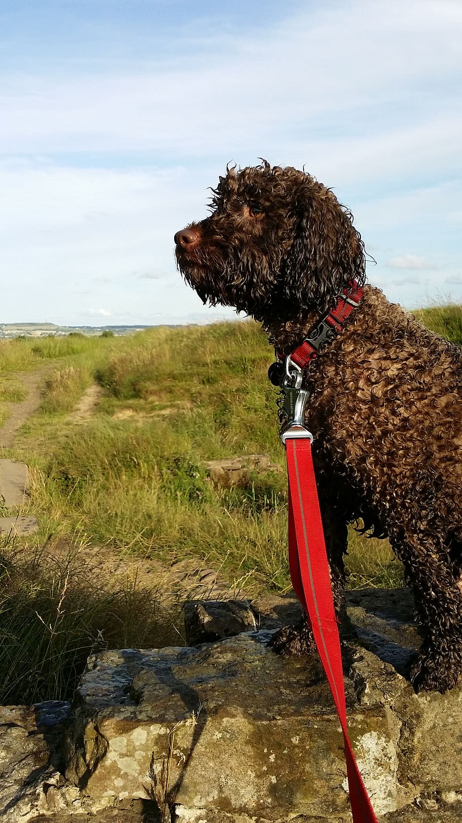 spaniel, brown, dog, springer, outdoors, puppy, one animal HD wallpaper