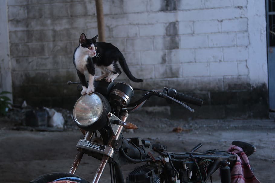 cat, moto, motorcycle, vintage, chito, pussycat, black cat white, HD wallpaper