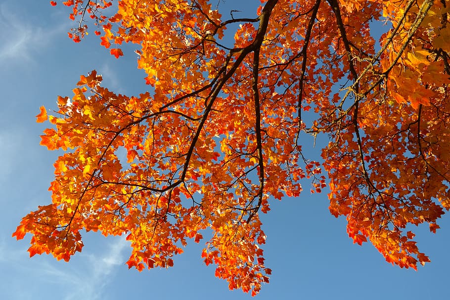 leaves, autumn, fall color, branch, maple, acer platanoides, HD wallpaper