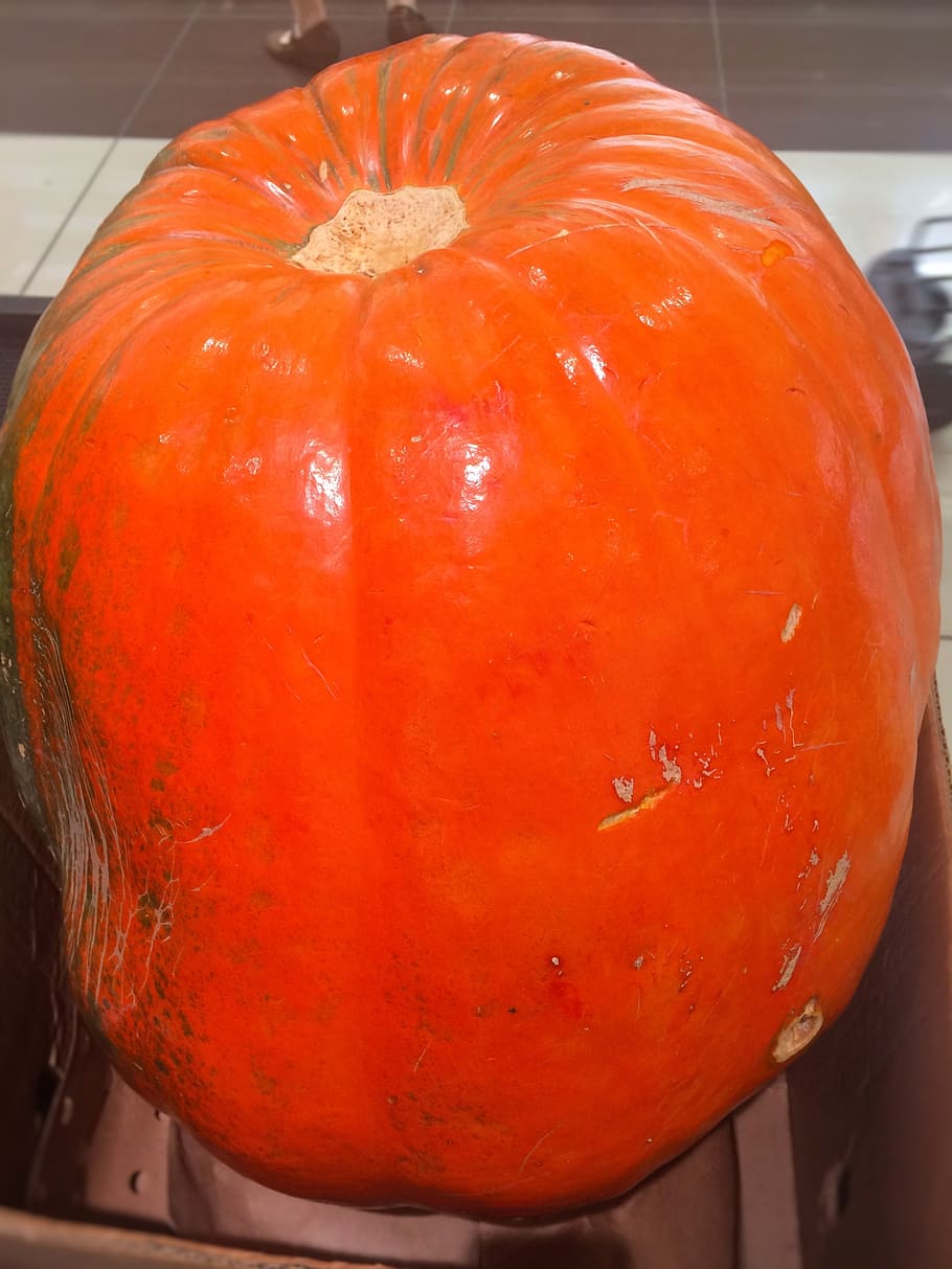 very big, pumpkin, halloween, orange, huge, october, seiyu ltd, HD wallpaper