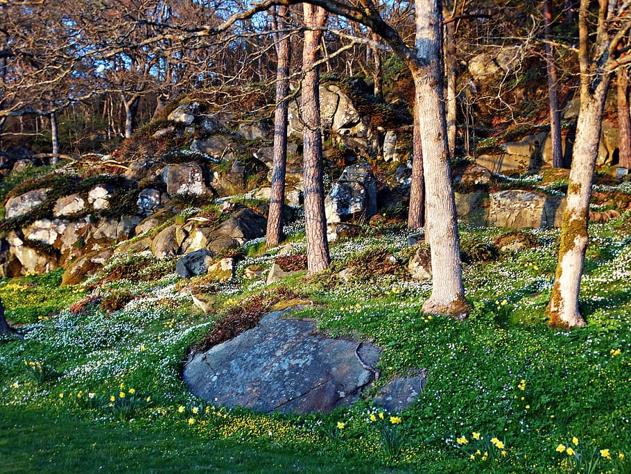 spring, spring flowers, anemones, the forest, nature, plant HD wallpaper