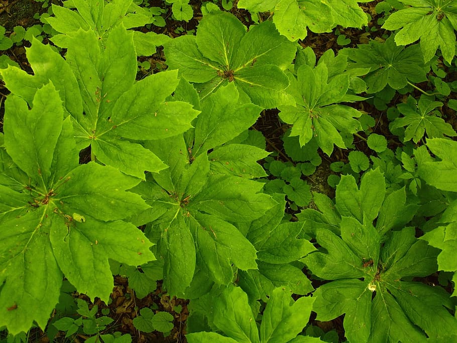Groundcover, Woods, Texture, Shady, shade, green, background HD wallpaper