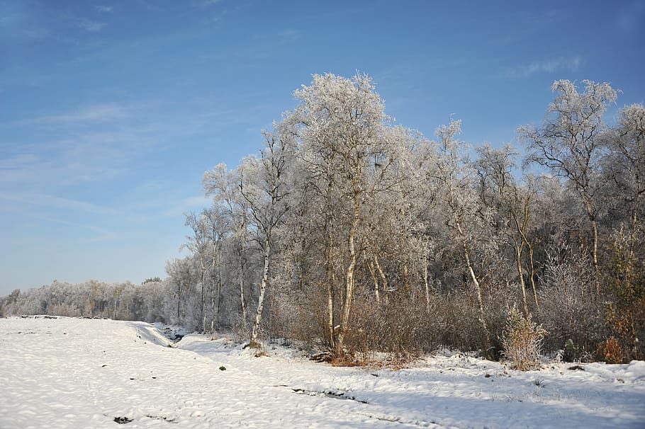 Landscape, Peat, Moor, Snow, Hoarfrost, trees, cold, winter HD wallpaper