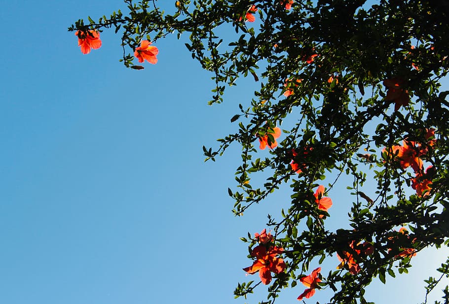 low angle photography of orange petaled flowers, tree, blue HD wallpaper