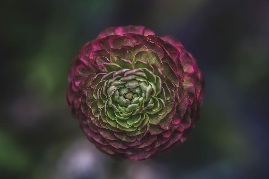 red and green flower, red and green ranunculus flower in bloom macro photography HD wallpaper