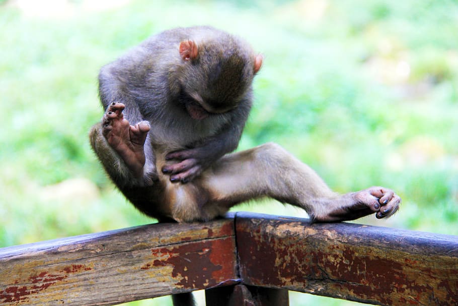 zhangjiajie, monkey, scratching, mammal, primate, animal wildlife HD wallpaper