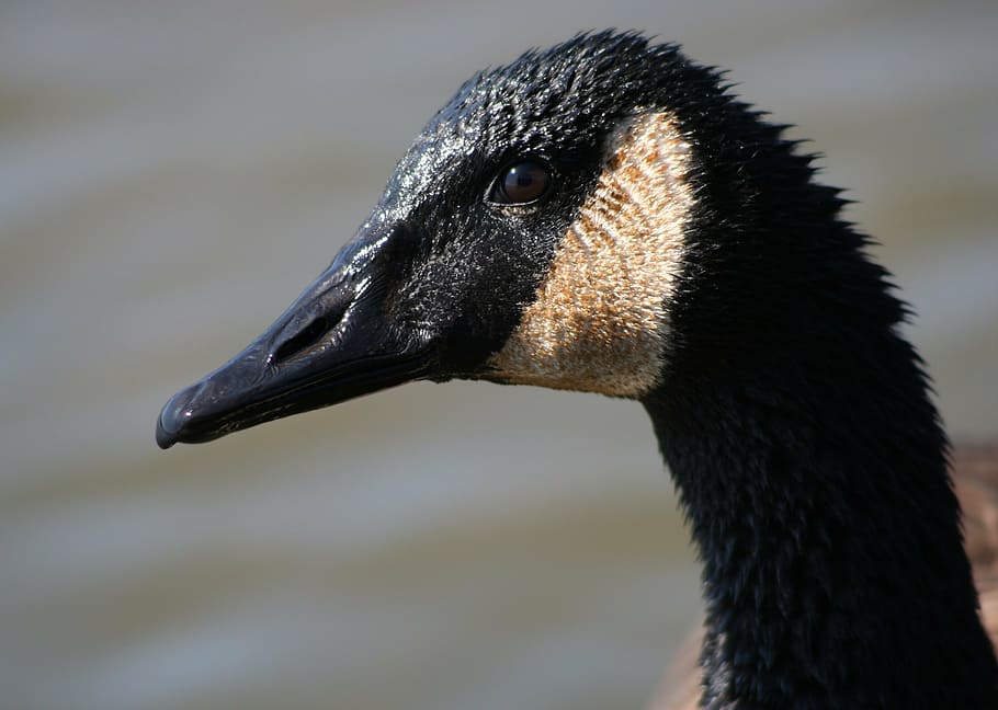 canadian goose, close up, head, profile, portrait, bird, waterfowl, HD wallpaper