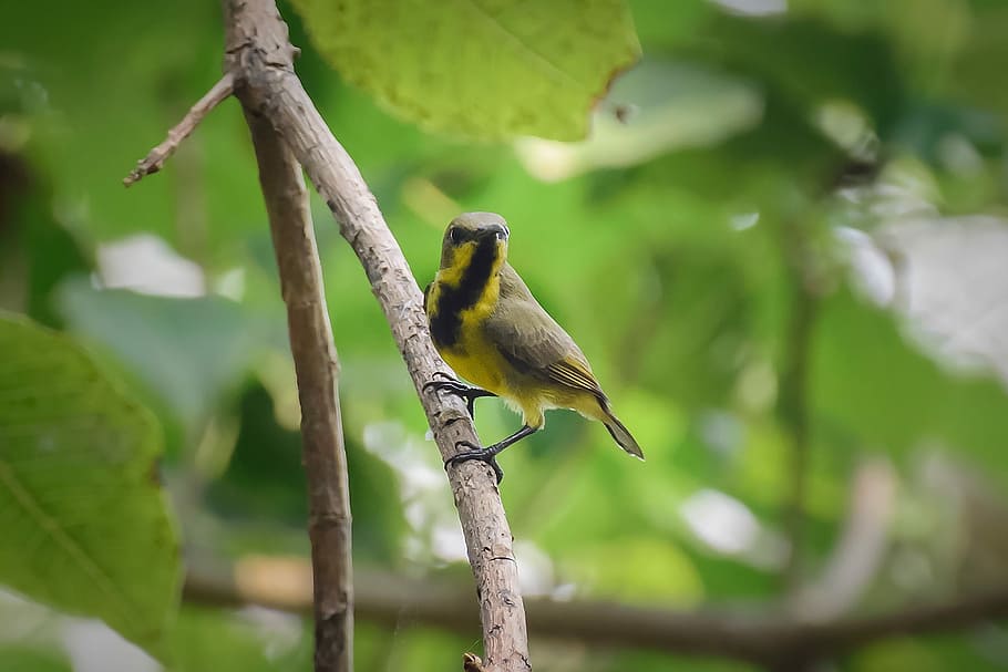 this rounded, yellow, branches, animal wildlife, animals in the wild HD wallpaper