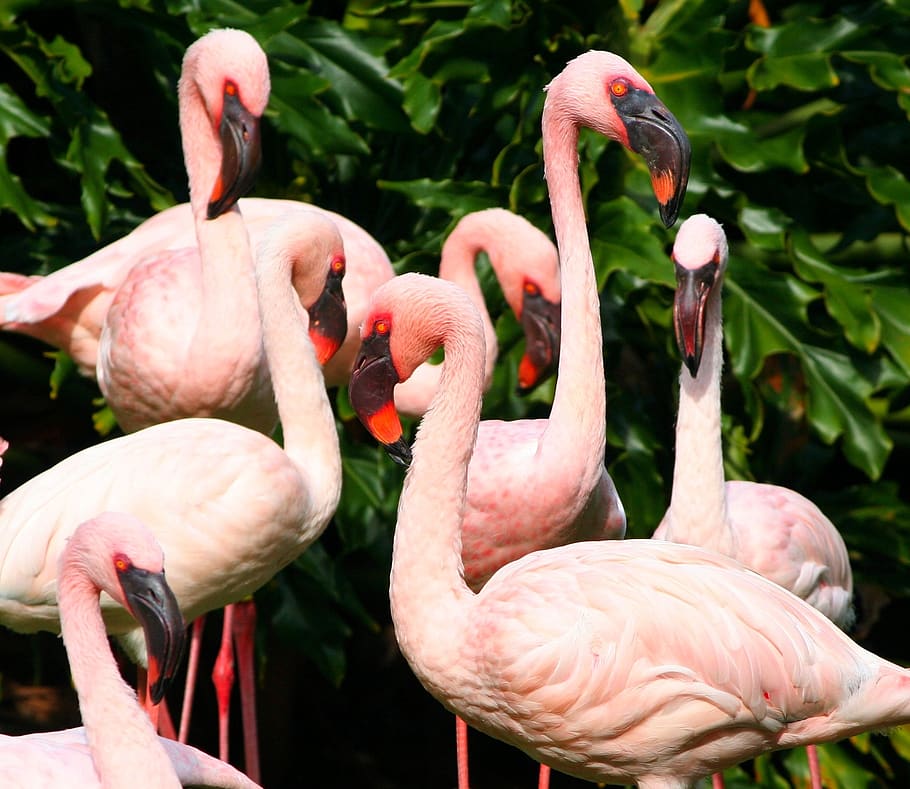 pink flamingos, water birds, fowl, colony, flock, flurry, stand