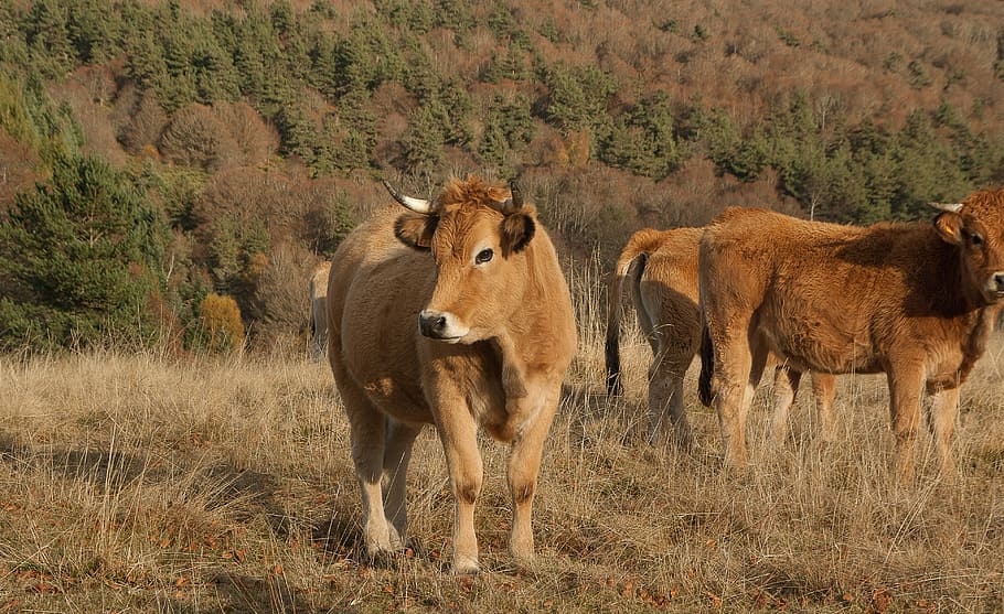 lozère, herd, cows, pastures, mammal, animal themes, group of animals HD wallpaper