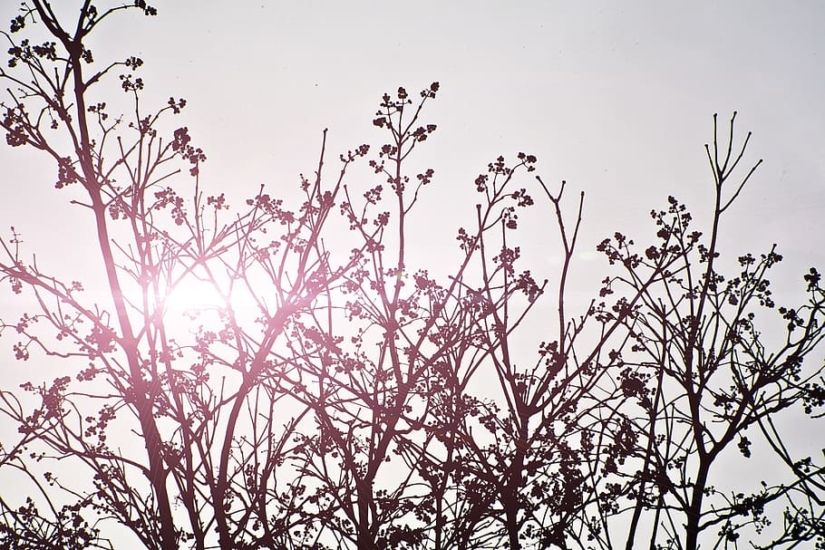 sky, grey, sun, purple, branches, trees, plant, growth, nature HD wallpaper