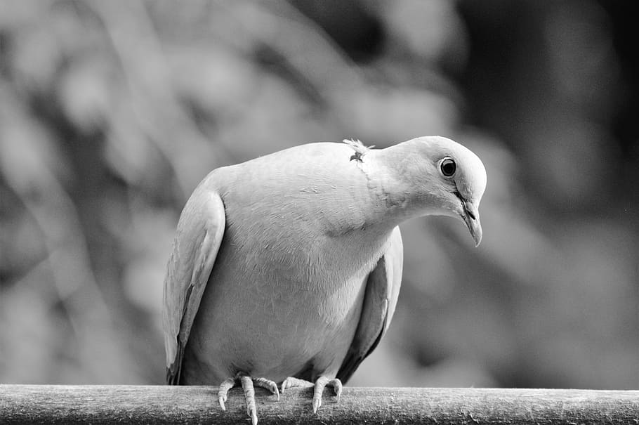 Dove, Collared, Bird, City, City Pigeon, foraging, poultry, HD wallpaper
