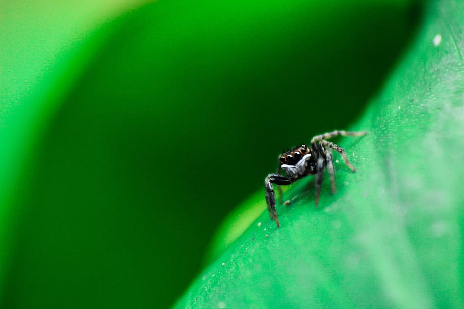 spider, insect, outdoor, green, leaf, plant, nature, blur, animal themes HD wallpaper