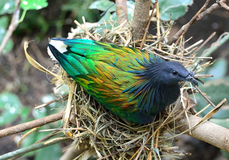 green and black bird on nest, nicobar pigeon, exotic, wildlife