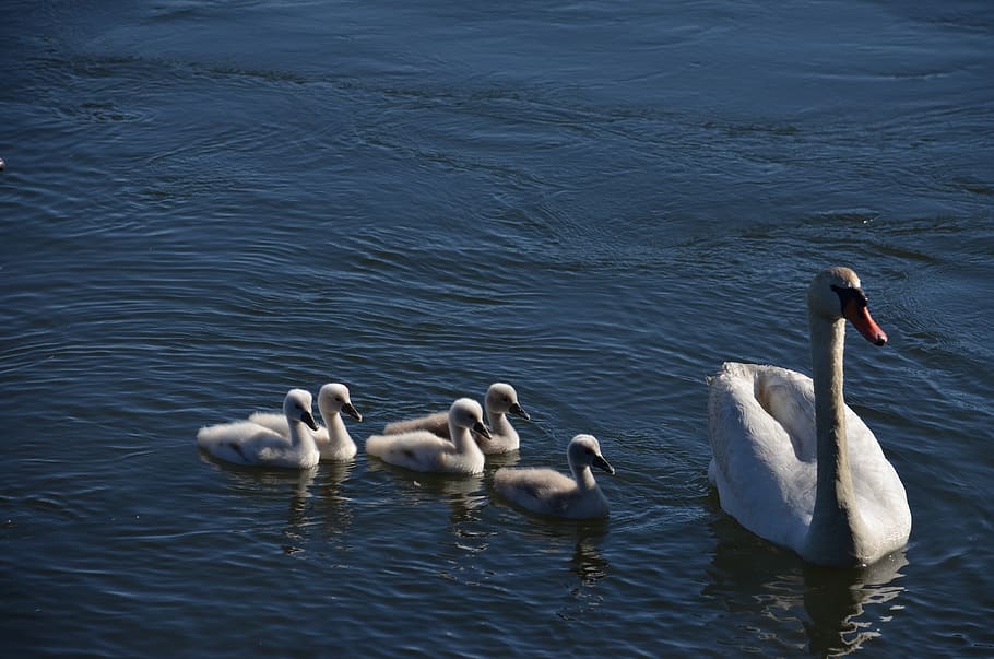 swans, galicia, marsh, dacova, bird, water, group of animals HD wallpaper