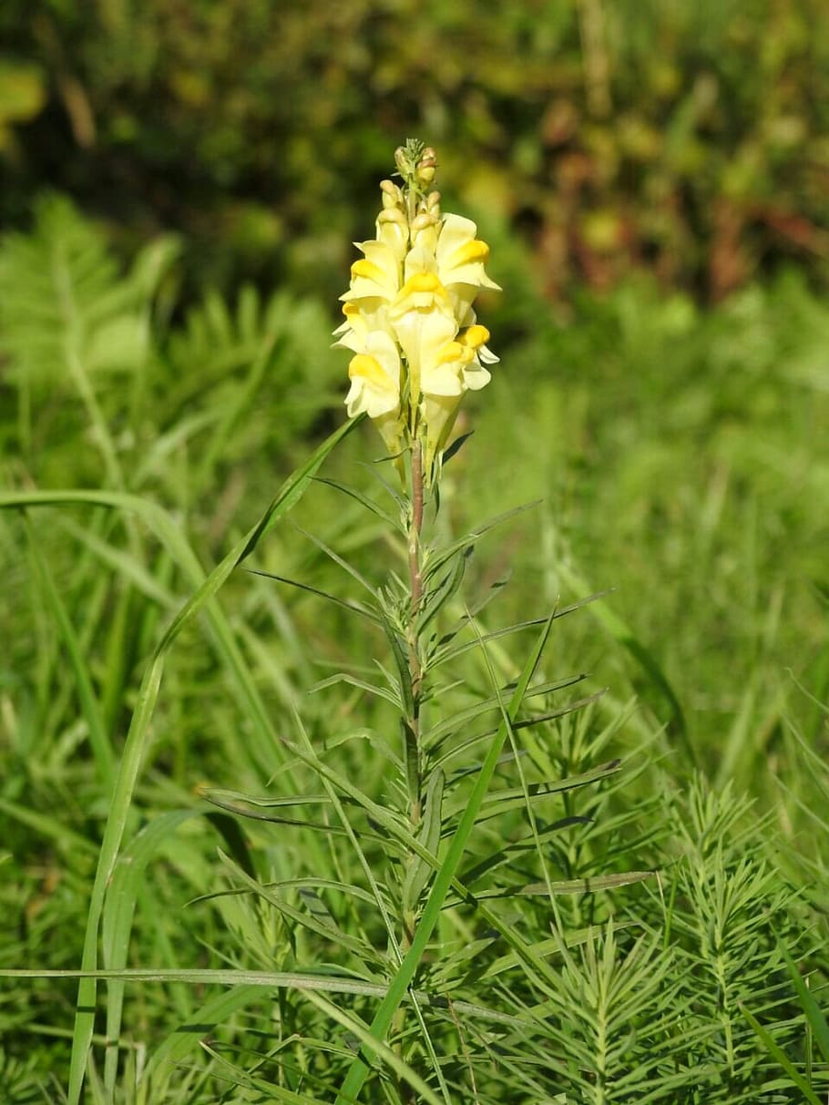 cowslip, flower, yellow, plant, flowering plant, growth, beauty in nature HD wallpaper