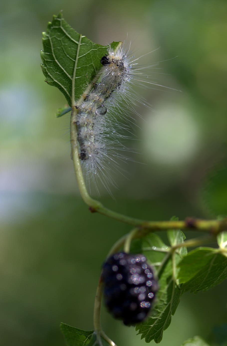 Caterpillar, Millipede, Duda, Fruit, insect, one animal, close-up HD wallpaper