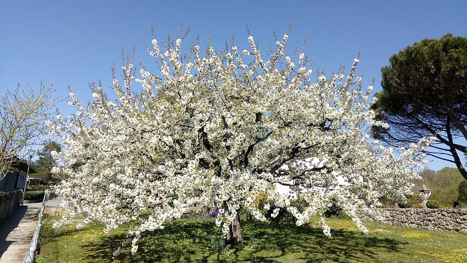 Flowers, Spring, Tree, nature, blossom, springtime, agriculture HD wallpaper
