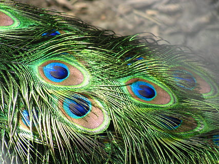 green and blue peacock feather, feathers, tail, plumage, iridescent HD wallpaper