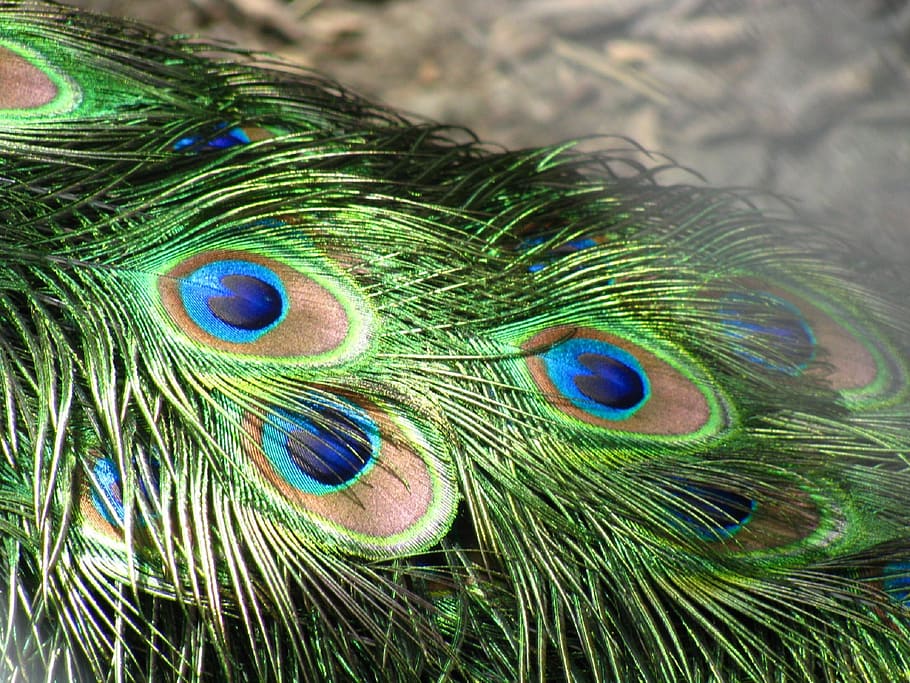 green and blue peacock feather, feathers, tail, plumage, iridescent, HD wallpaper