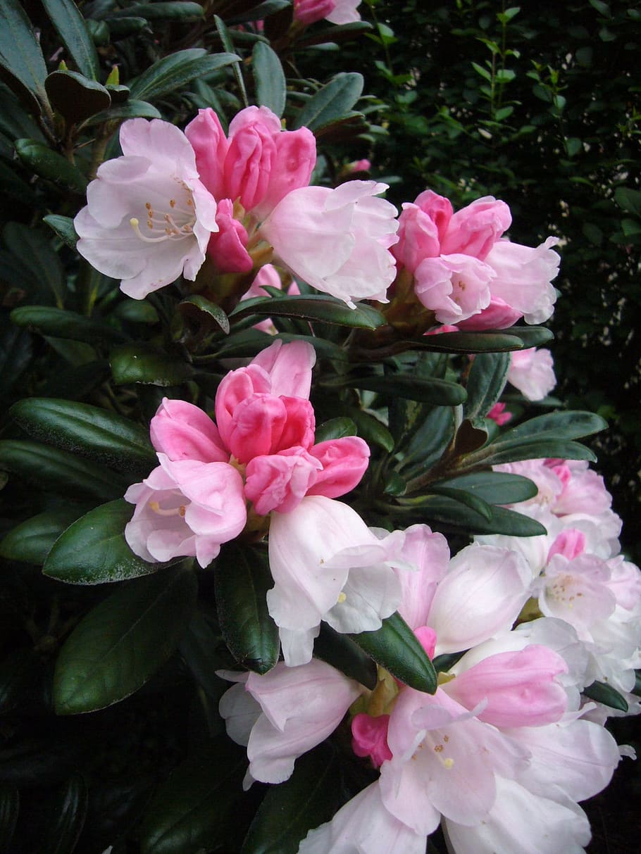 white and pink apple blossoms, rhododendron, bicolor, flora HD wallpaper