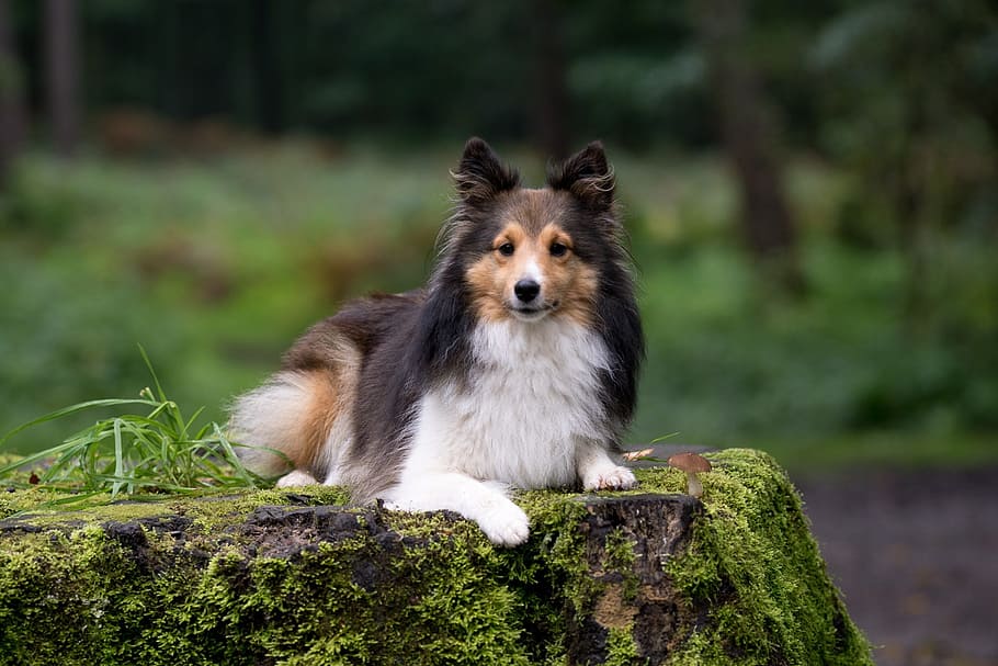 adult tricolor rough collie laying on rock, Dog, Sheltie, Animal, HD wallpaper