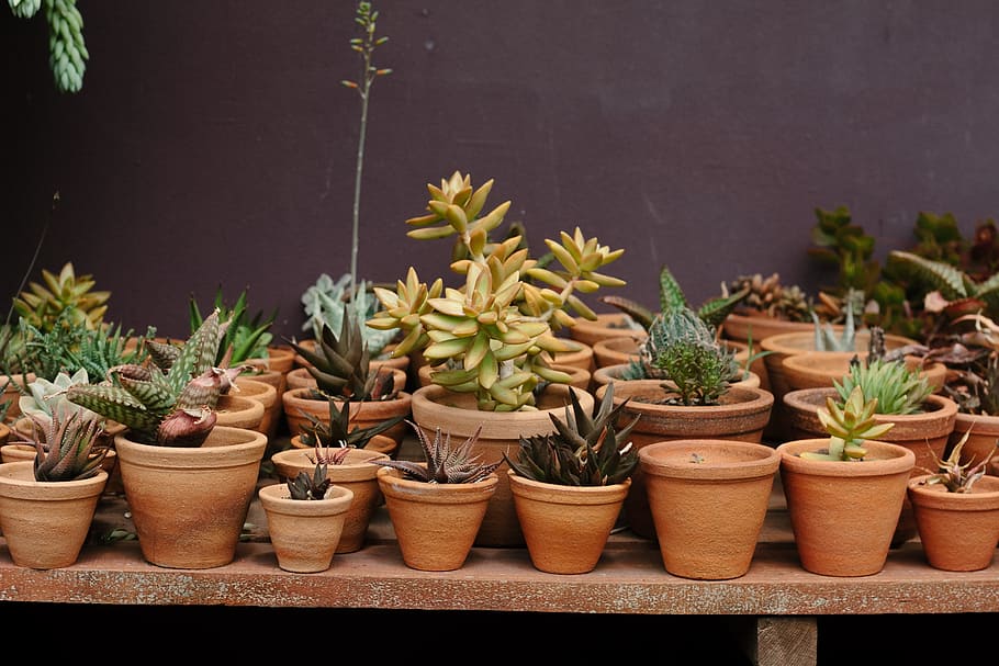 assorted-colored plant in pot lot, assorted succulent plants on plant pots HD wallpaper