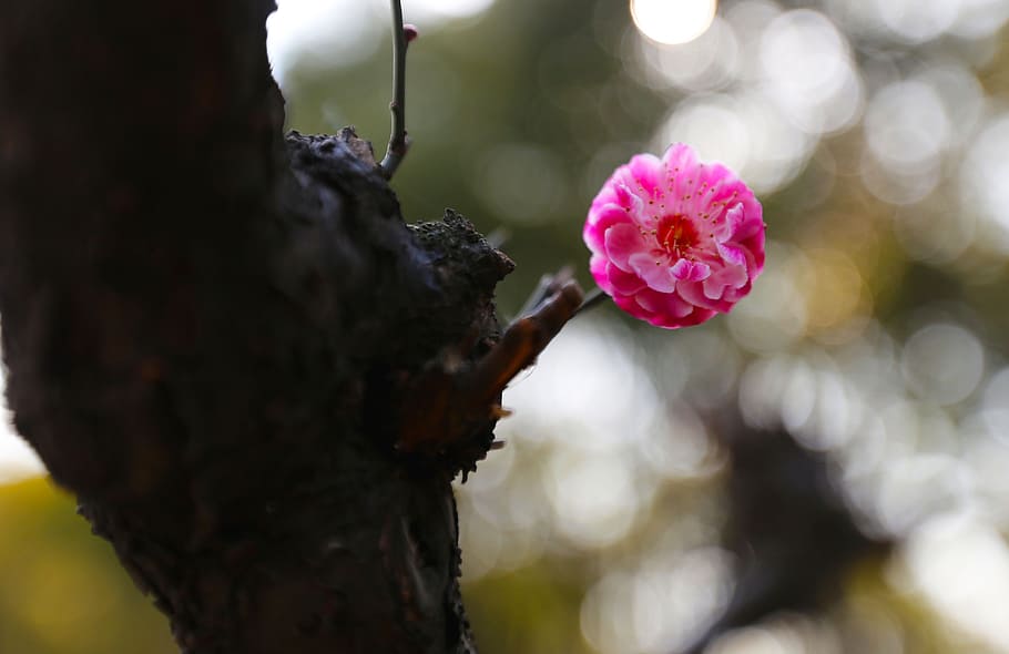 plum blossom, flower, spring, plant, pink color, close-up, flowering plant HD wallpaper