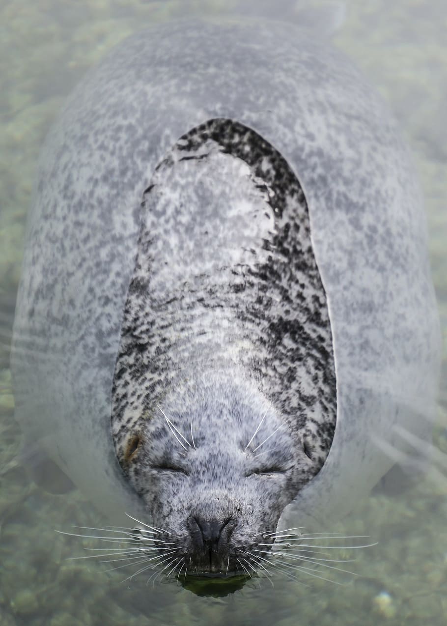 seal, robbe, head, water, enjoy, swim, animal, nature, wildlife HD wallpaper