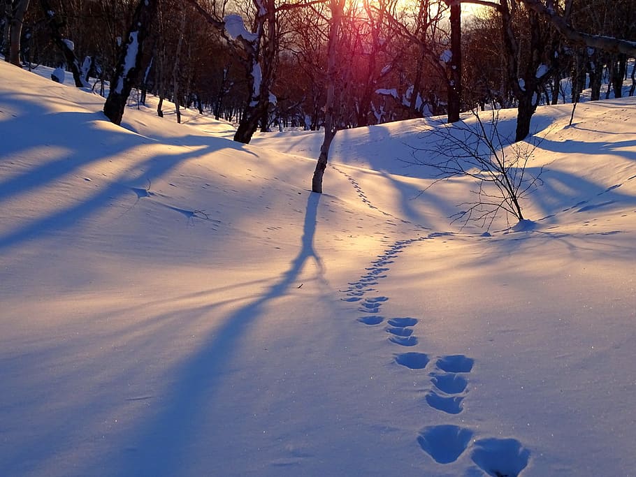 paw print on snow near bare trees, winter, mountains, forest HD wallpaper