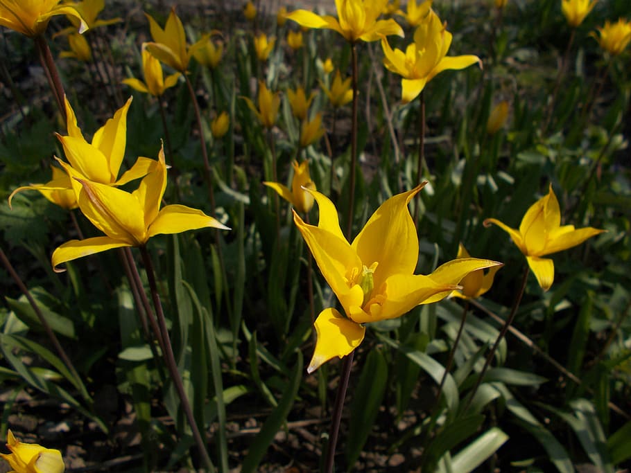 Dacha, Flowers, Forest, Tulip, forest tulip, yellow, growth HD wallpaper