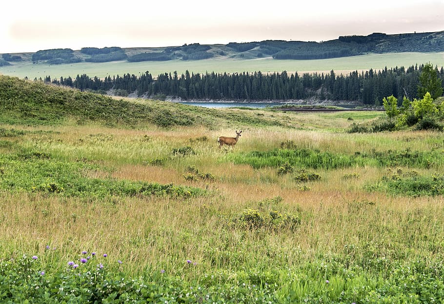 glenbow ranch provincial park, deer, nature, animal, wild, wildlife, HD wallpaper