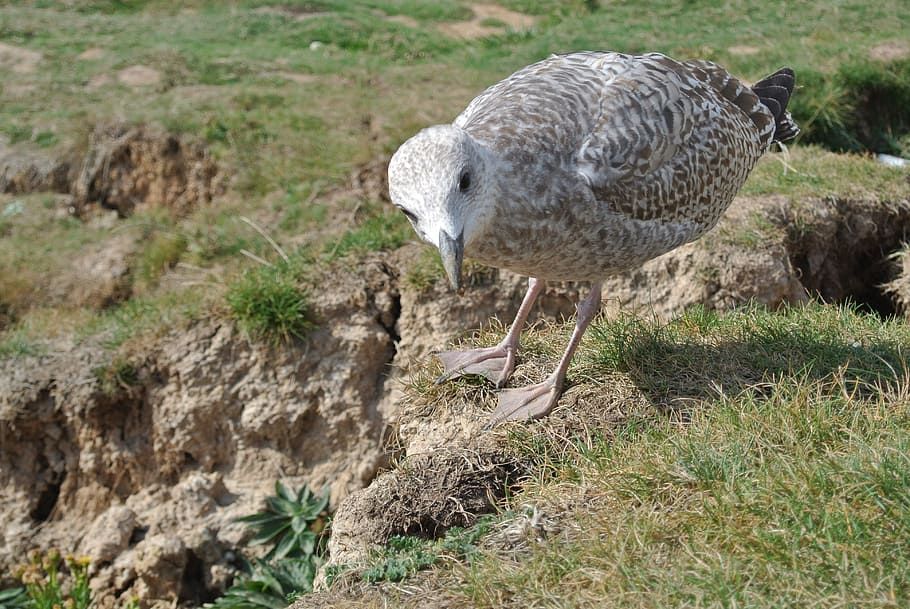 seagull, young, inquisitive, curious, bird, animal themes, vertebrate HD wallpaper