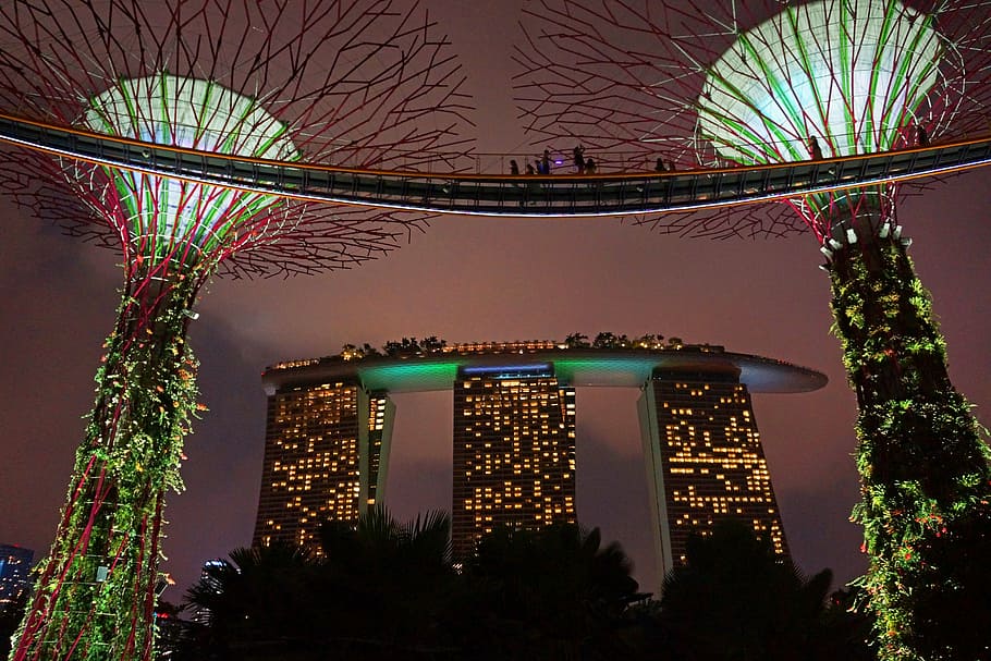 marina bay, big tree, gardens by the bay, singapore, night, HD wallpaper