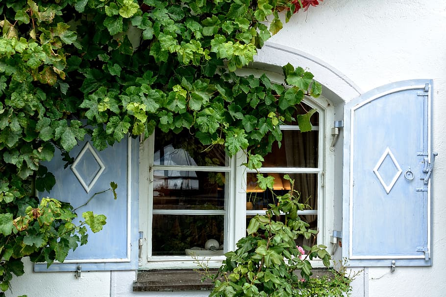 opened blue wooden windows of white building, facade, plant HD wallpaper