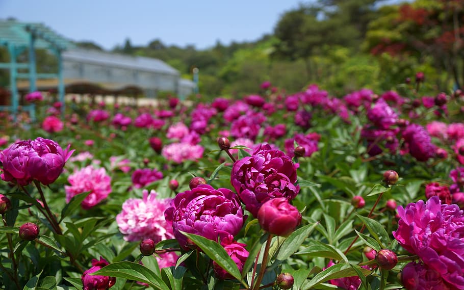 klitschko, whether or not, flowering plant, beauty in nature HD wallpaper