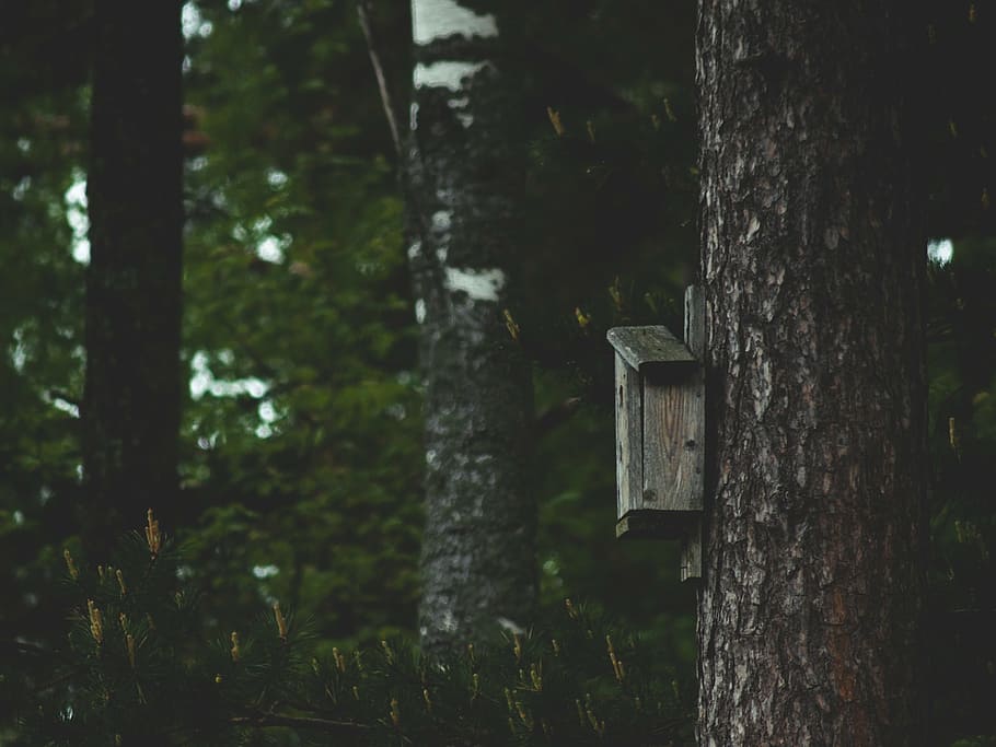 birdhouse, tree, forest, nature, pine, dark, peace, twilight HD wallpaper