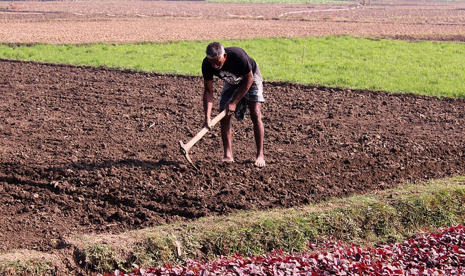 agricultural, workers, are, working, in the field, agriculture HD wallpaper
