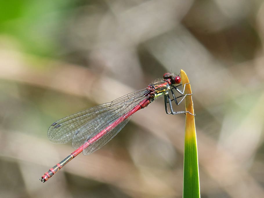 dragonfly, leaf, red dragonfly, flying insect, pyrrhosoma nymphula HD wallpaper