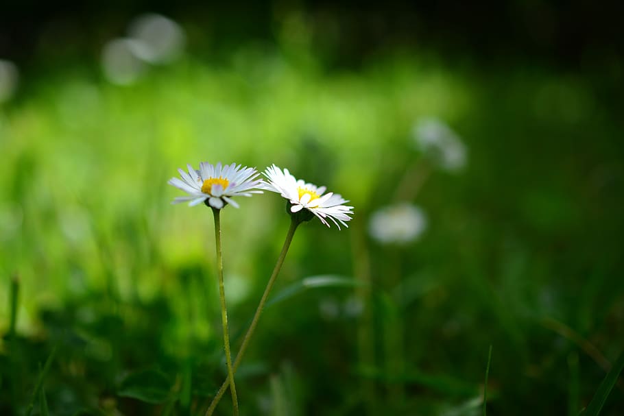 daisy, meadow, grass, flowers, nature, green, geese flower HD wallpaper