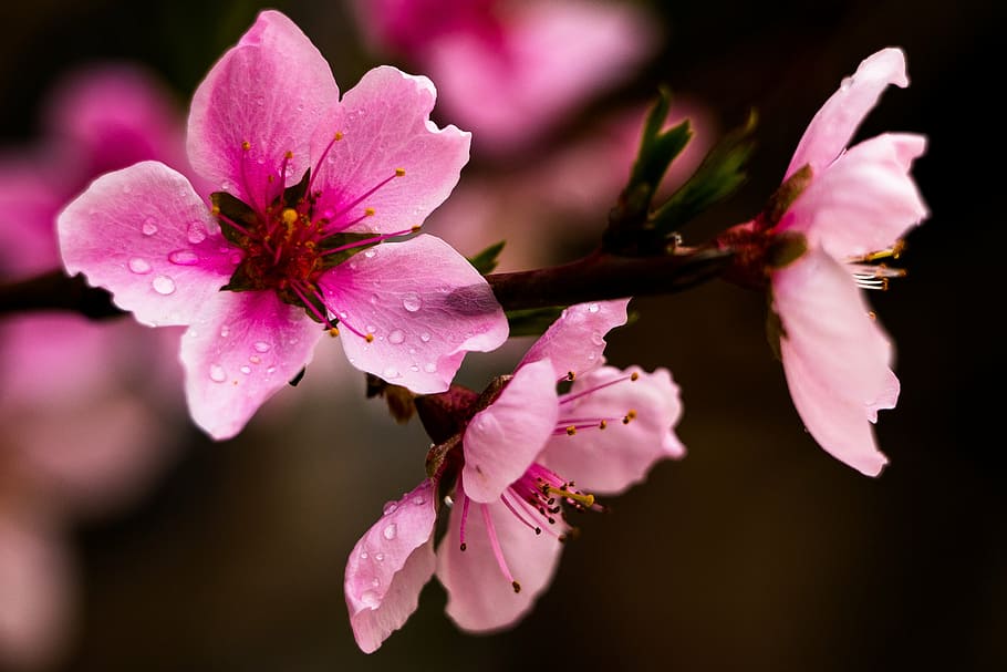 Peach tree 1080P, 2K, 4K, 5K HD wallpapers free download | Wallpaper Flare