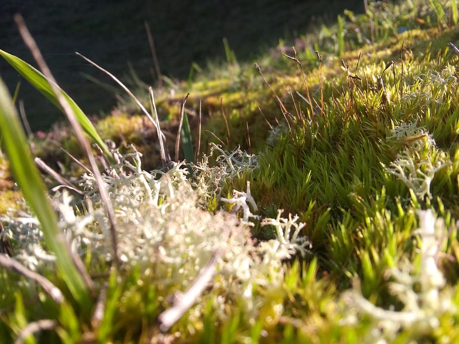 landscape, field, sunset, plant, growth, grass, nature, selective focus HD wallpaper
