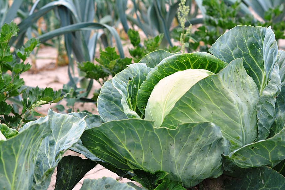 selective focus photography of green vegetable, cabbage, vegetables HD wallpaper
