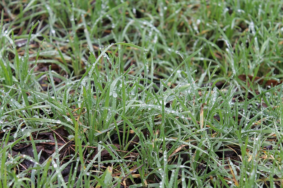 grass, nature, dew, growth, plant, green color, land, field HD wallpaper