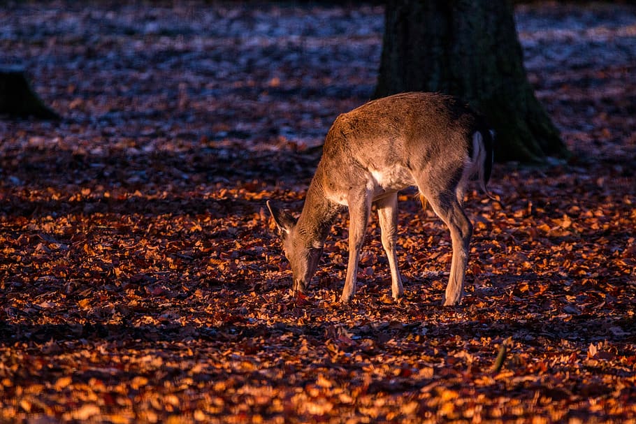 Roe Deer, Hirsch, Red Deer, Deer, Forest, Wild, nature, animal HD wallpaper