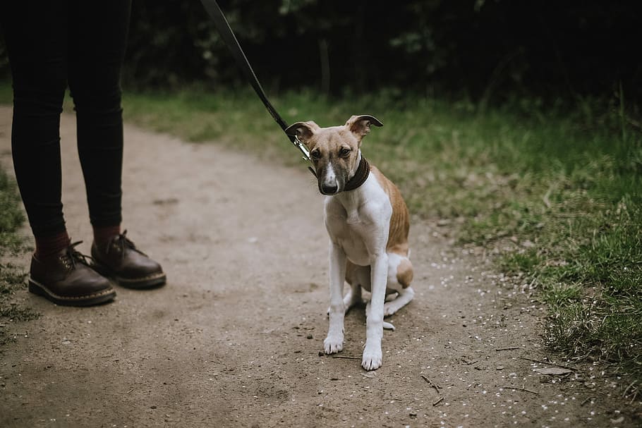 dog beside person, dog sitting on ground with leash, whippet HD wallpaper