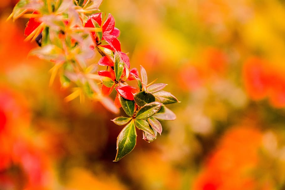 nature, leaf, bright, plant, beauty in nature, flower, flowering plant HD wallpaper