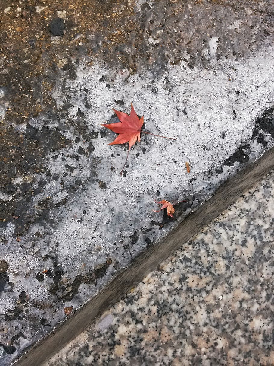 leaves, maple leaf, ice, nature, autumn, plant part, high angle view HD wallpaper